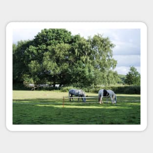 Ponies grazing in the woodland Sticker